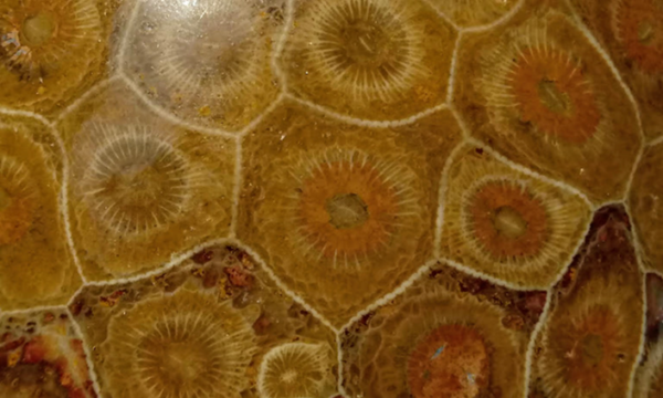 Corallo fossile
